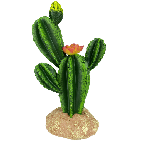 komodo-flower-cactus