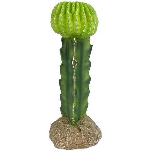 komodo-moon-cactus