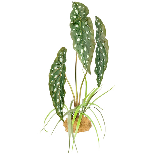 Komodo Spotted Bergonia Standing Plant 18 inch