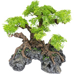 komodo-bonsai-tree-small
