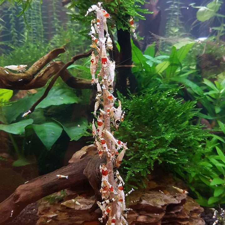 shrimp-lolly-stick-astaxanthin-10-pack-shrimp