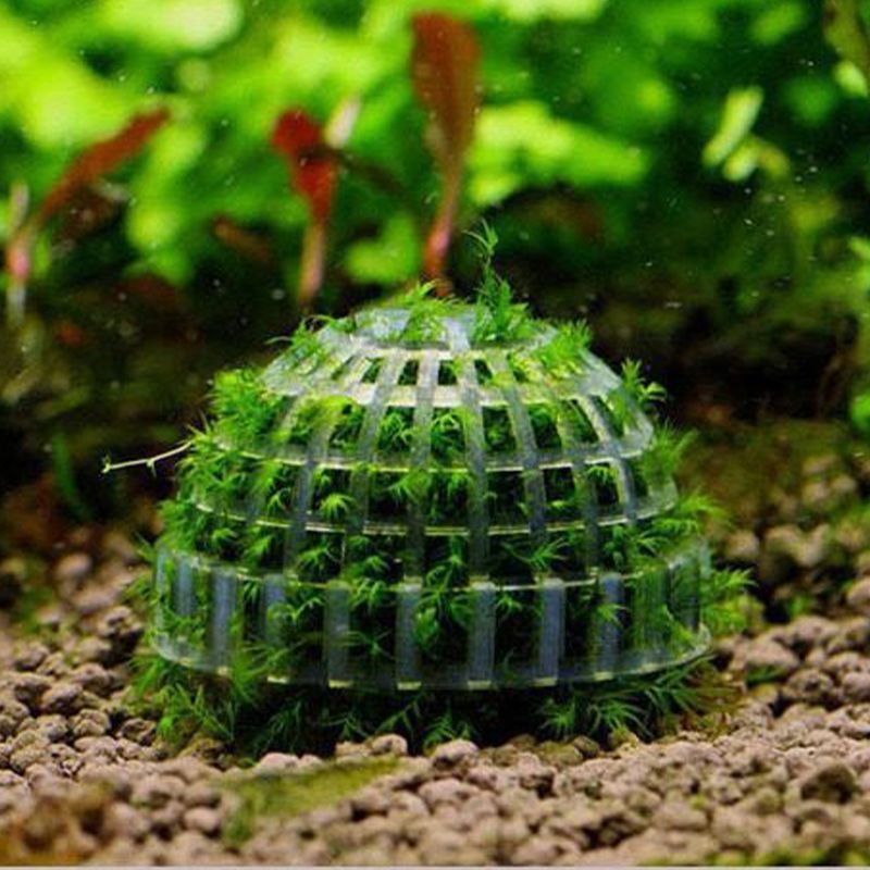 kens-aquarium-moss-ball-holder-plant