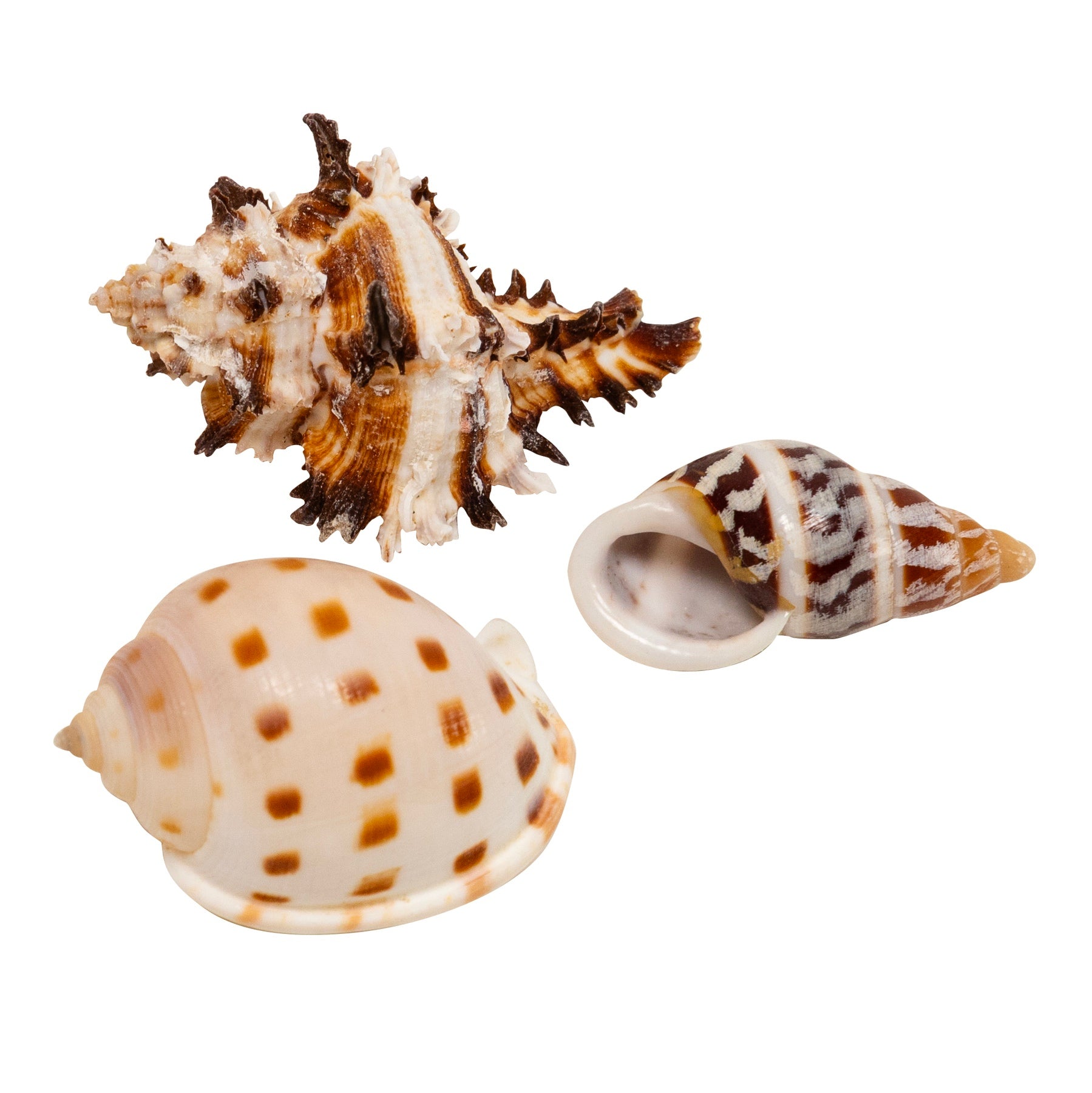 Zoo Med Hermit Crab Growth Shell Small 3 Pack – KensFish.com