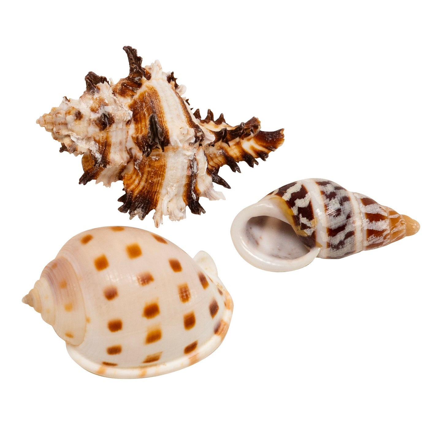 Zoo Med Hermit Crab Growth Shell Small 3 Pack