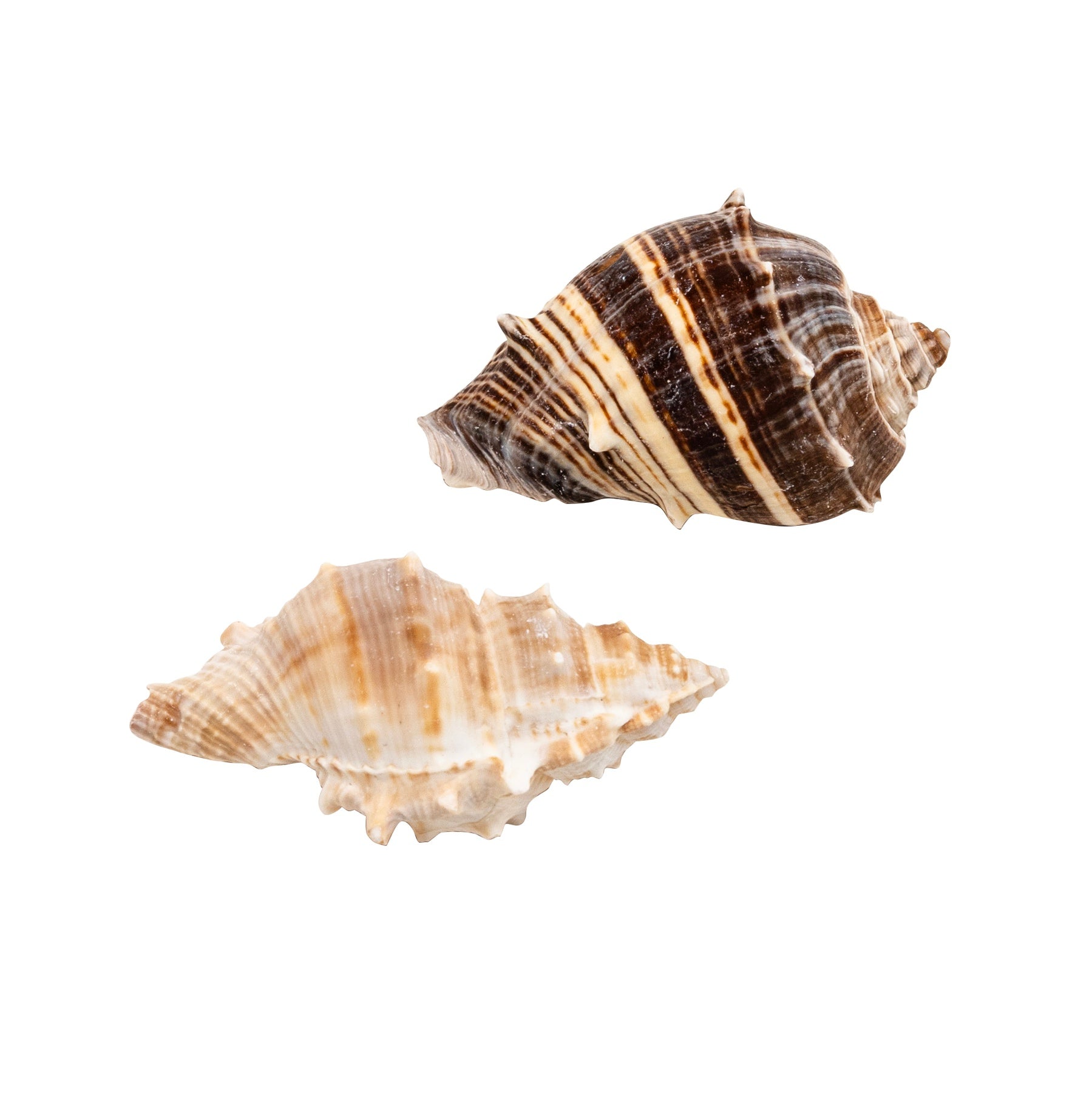 Zoo Med Hermit Crab Growth Shell Large – KensFish.com