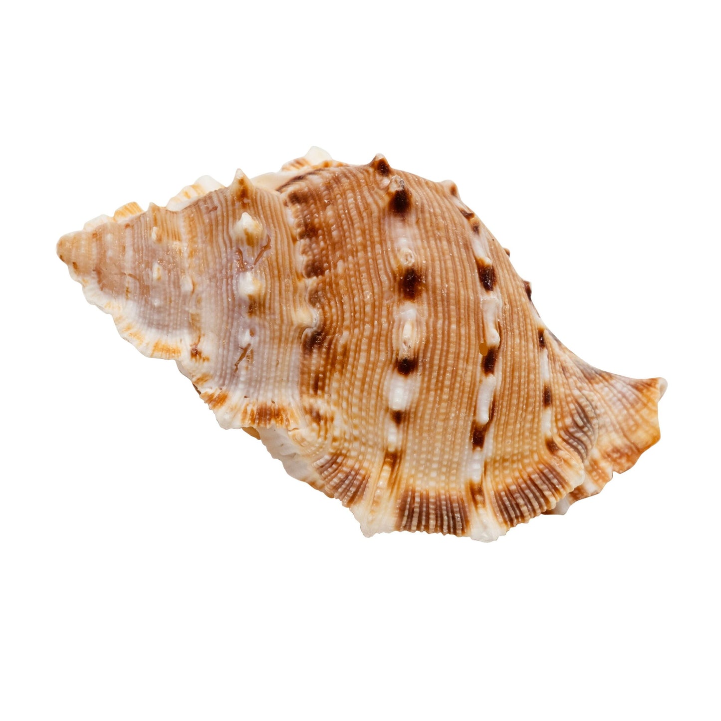 zoo-med-hermit-crab-growth-shell-style