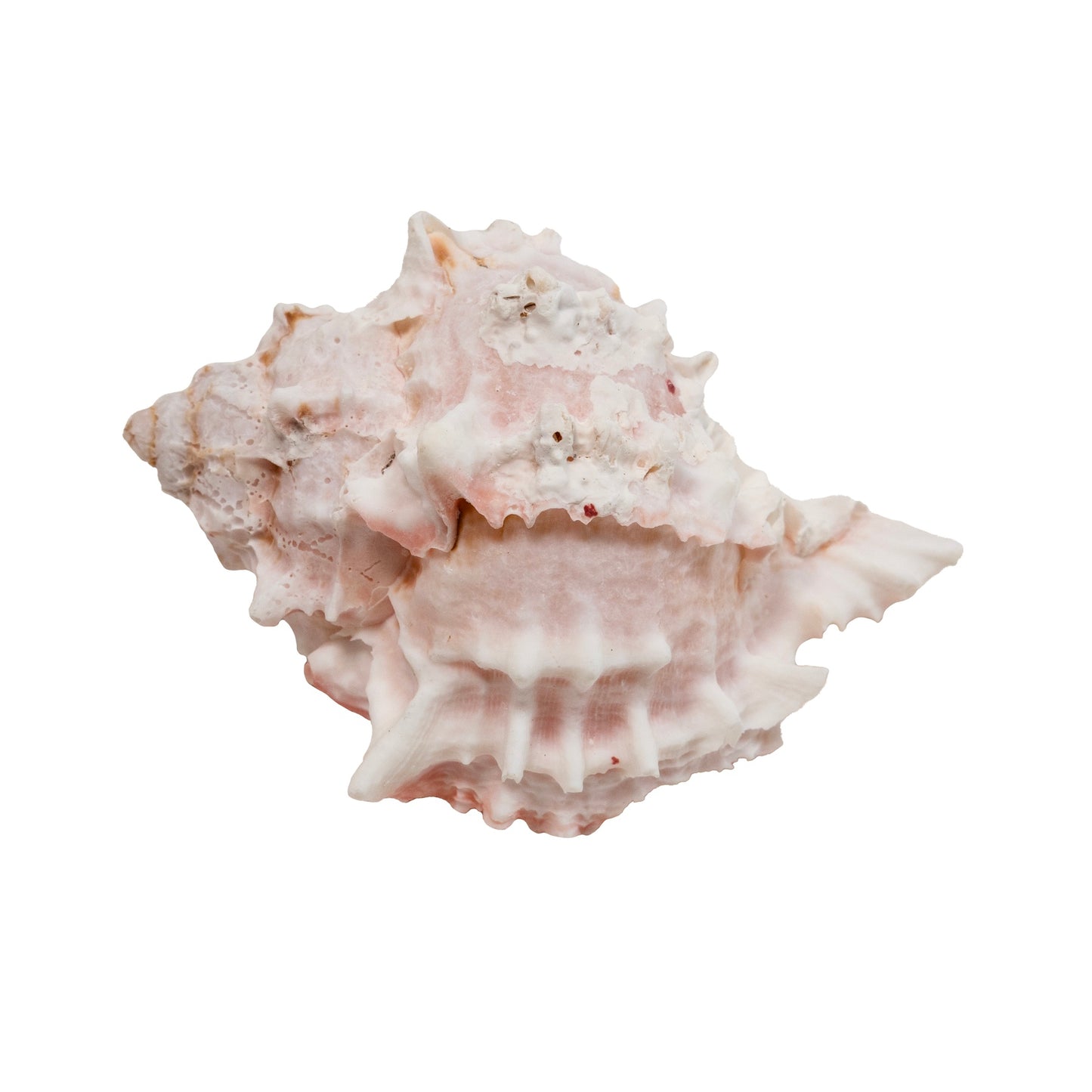 zoo-med-hermit-crab-growth-shell-style-1