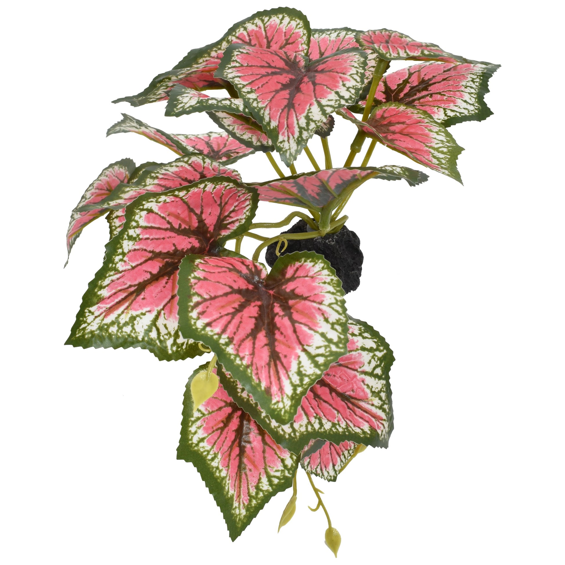 komodo-standing-caladium-plant