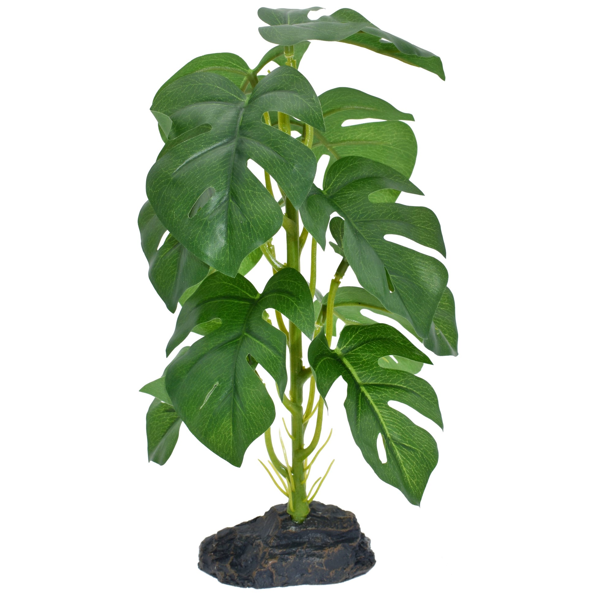 monstera deliciosa 10 inch Komodo Standing Monstera Plant 10 inch