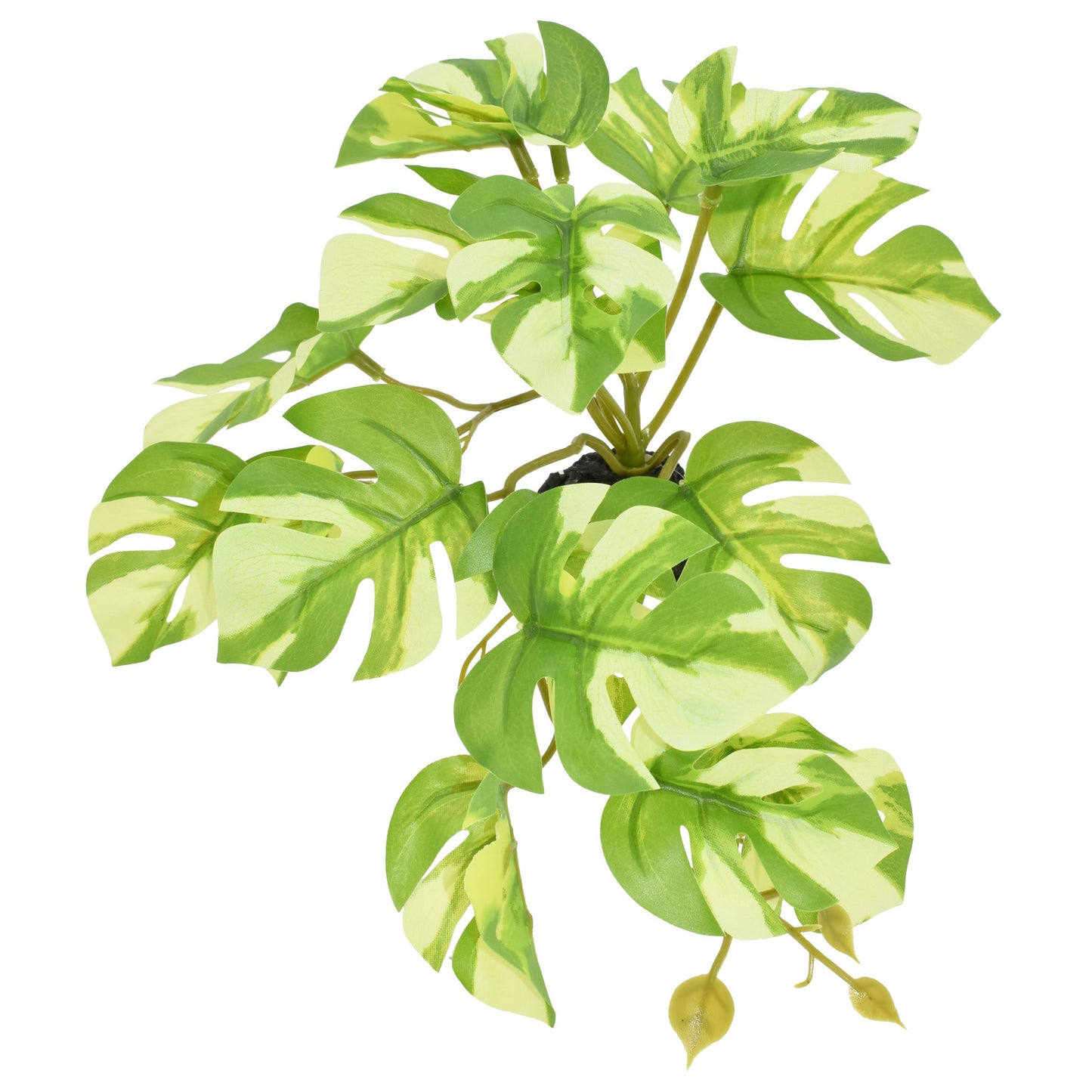 komodo-standing-variegated-monstera-plant-5-inch