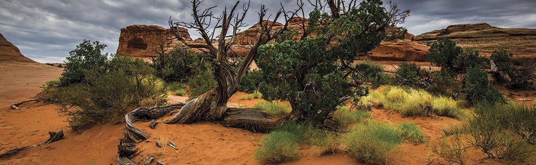 galapagos-cling-backgroind-arid-v