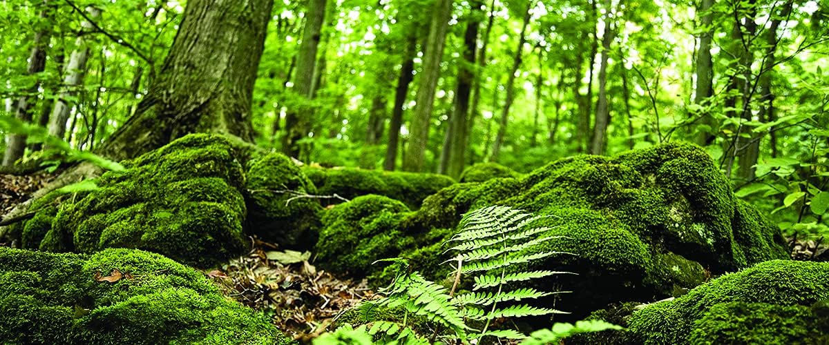 Galapagos Terrarium Cling Background Forest 15" X 36"