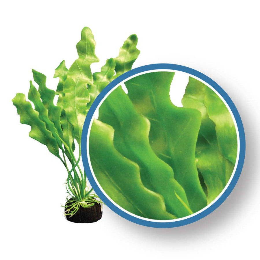 weco-pro-series-amazon-ruffled-sword-aquarium-plant