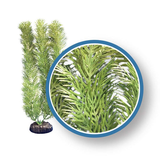 weco-freshwater-pro-series-green-cabomba-plant