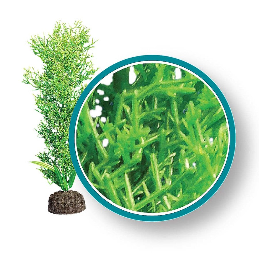 weco-marine-pro-series-bushy-kelp-aquarium-plant