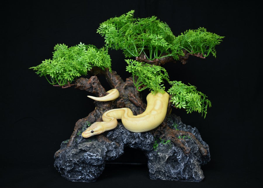 komodo-bonsai-tree-hide-large-snake