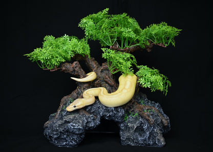 komodo-bonsai-tree-hide-large-snake