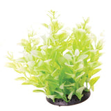 underwater-treasures-white-tipped-cardamine-plant-6-inch