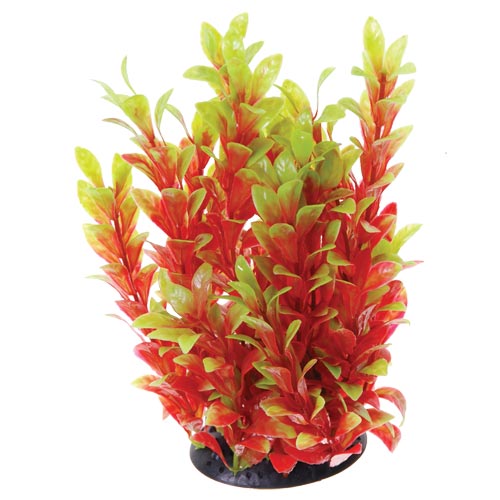 underwater-treasures-red-ludwigia-plant-10-inch