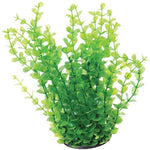 underwater-treasures-green-moneywort-plant-10-inch