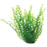 underwater-treasures-green-moneywort-plant-12-inch