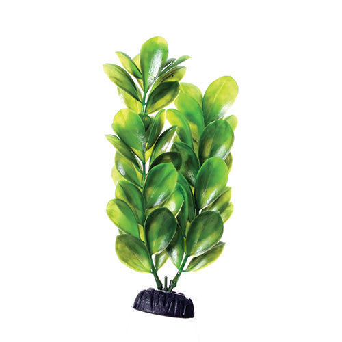 underwater-treasures-green-bacopa-plant-8-inch