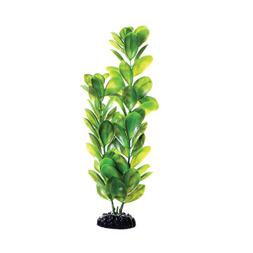 underwater-treasures-green-bacopa-plant-12-inch