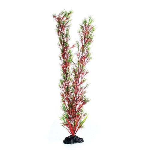 underwater-treasures-red-green-springeri-plant-20-inch