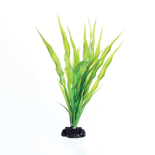 underwater-treasures-cryptocoryne-balansae-plant-8-inch