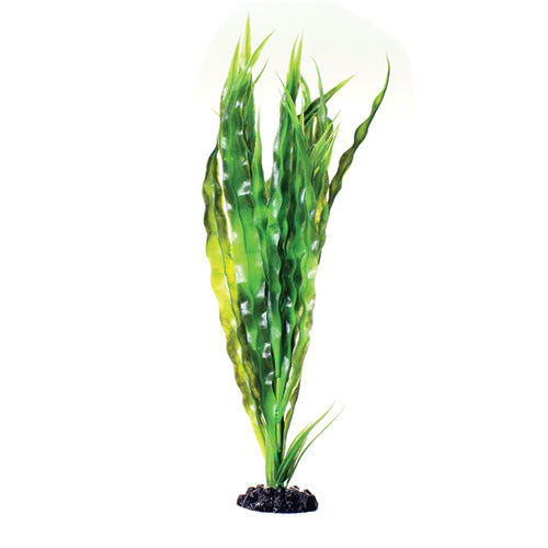 underwater-treasures-cryptocoryne-balansae-plant-16-inch