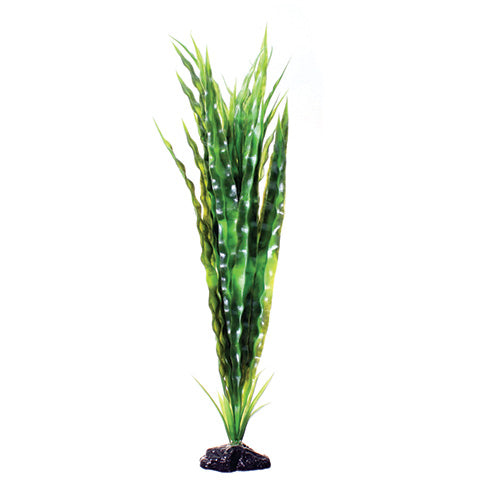 underwater-treasures-cryptocoryne-balansae-plant-20-inch