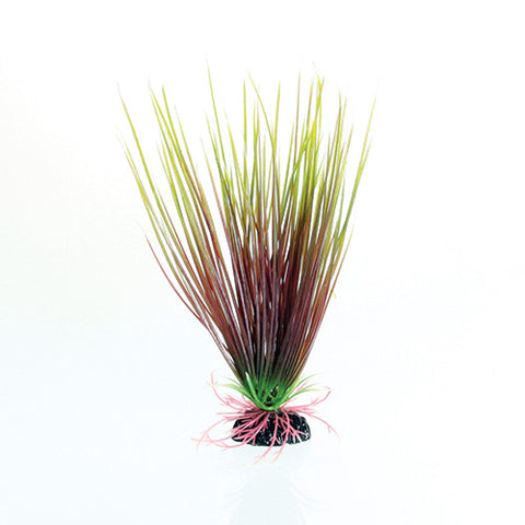 underwater-treasures-red-green-hairgrass-plant-8-inch