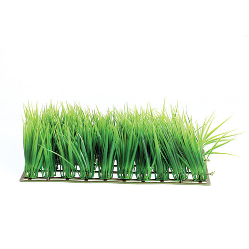 underwater-treasures-hairgrass-mat-plant