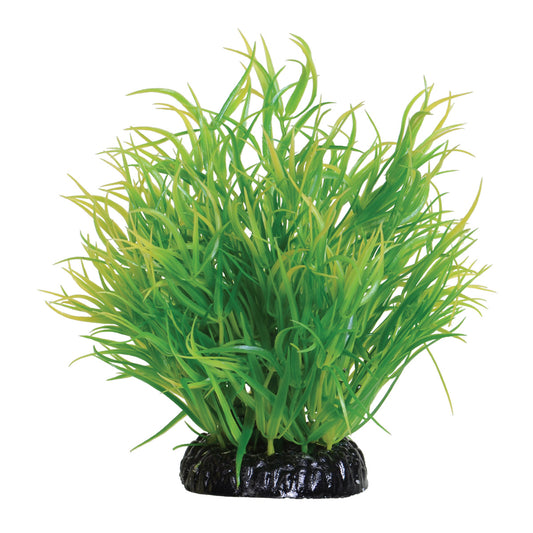 underwater-treasures-lemon-grass-plant-6-inch