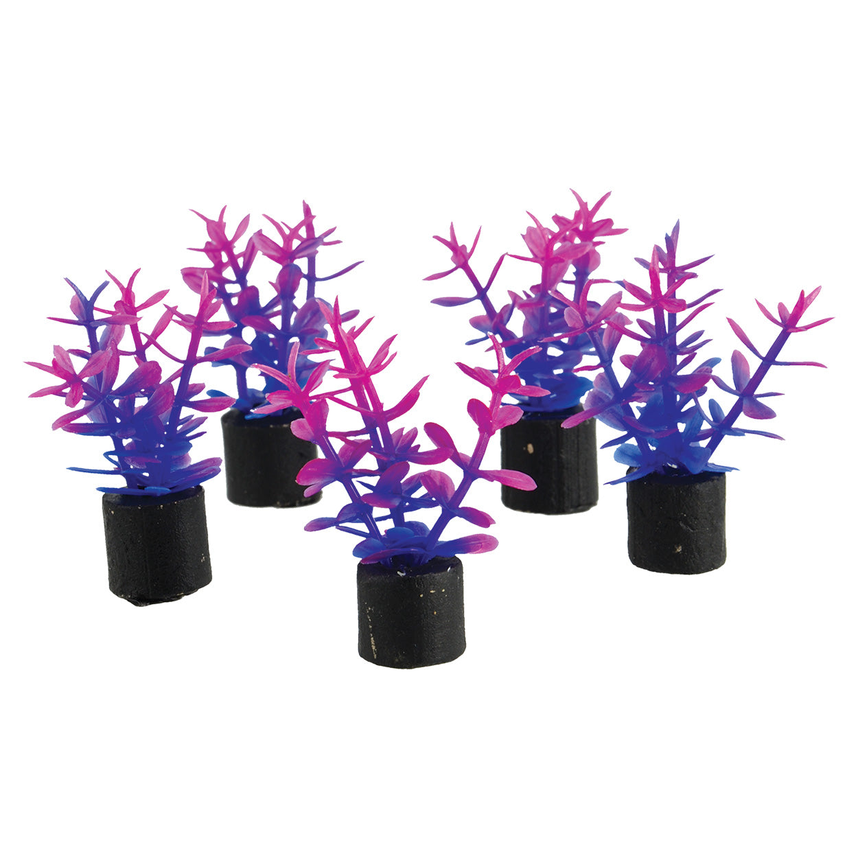 underwater-treasures-mini-plant-violet-1-5-inch-5-pack