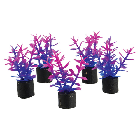 underwater-treasures-mini-plant-violet-1-5-inch-5-pack