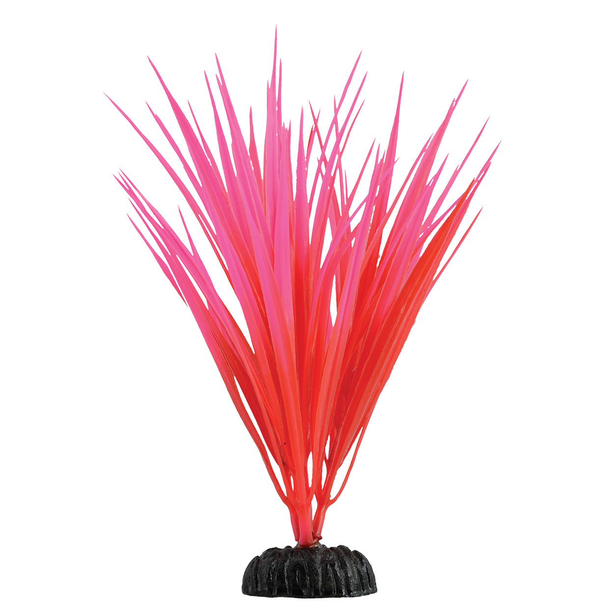 underwater-treasures-rose-nile-grass-8-inch