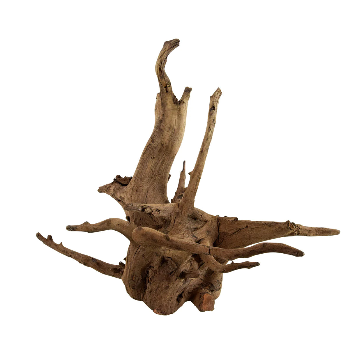 Eucalyptus Root