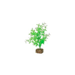 tetra-glofish-plant-green-white-medium