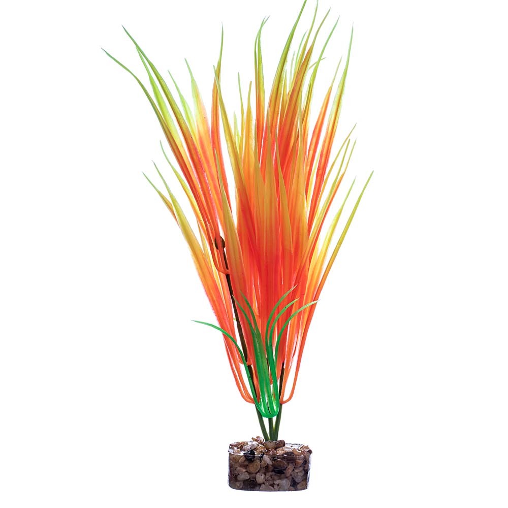 tetra-glofish-plant-orange-yellow-medium