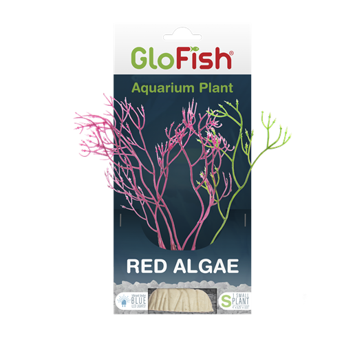 tetra-glofish-red-algae-aquarium-plant