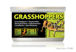 exo-terra-grasshoppers-1-2-oz