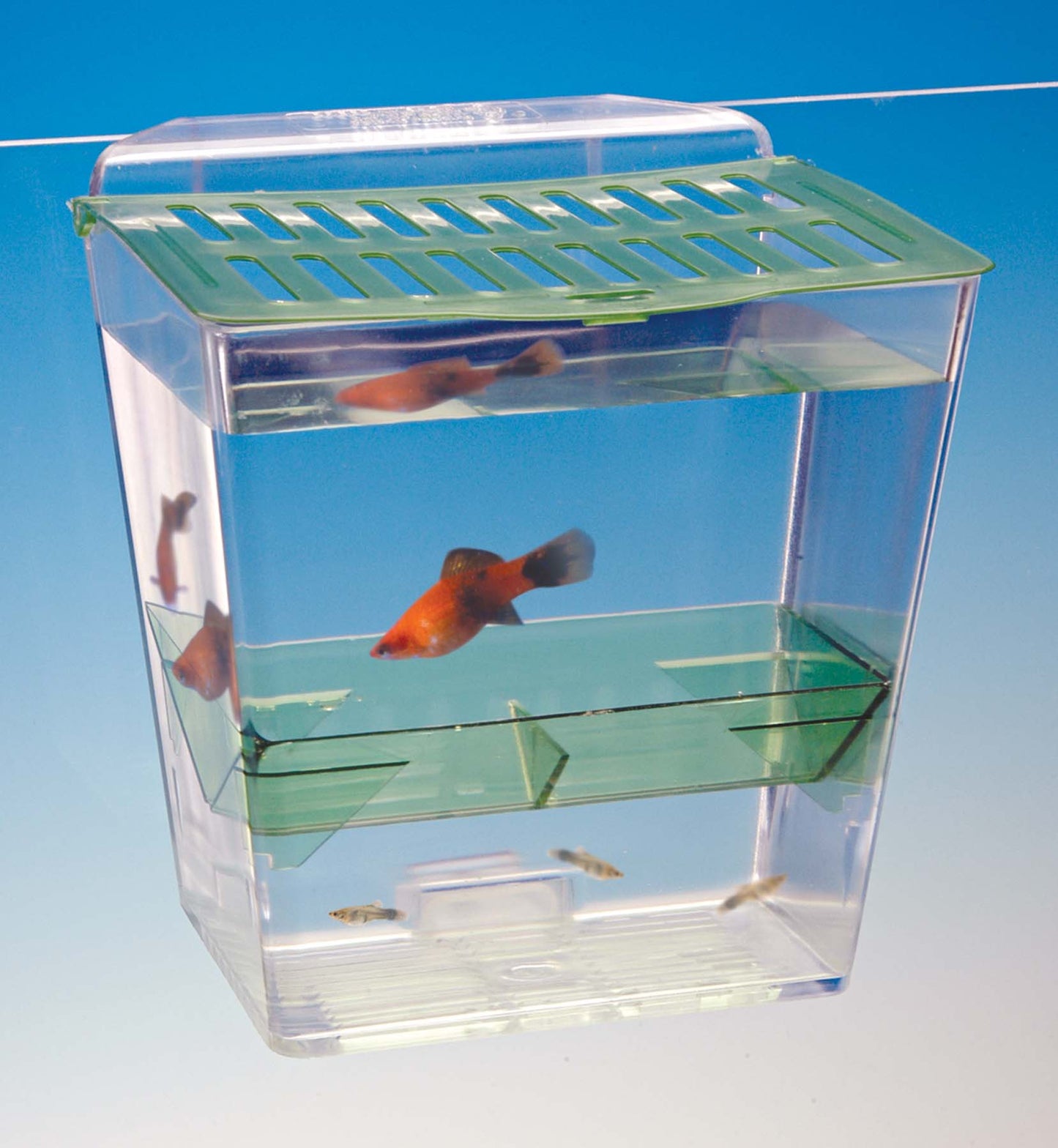boxes to show p fish in Penn Plax Breed N Show – KensFish.com