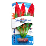 blue-ribbon-colorburst-floras-crispus-red-silk-plant-xs