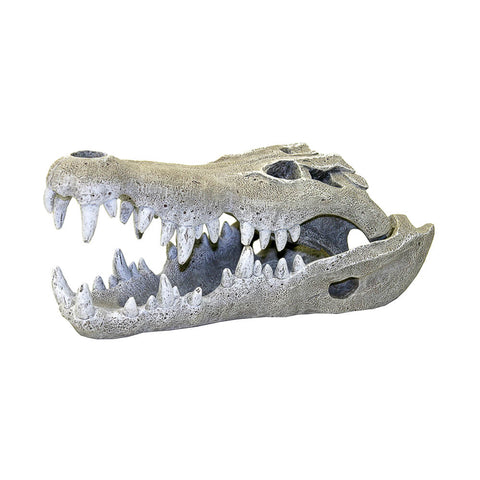 blue-ribbon-nile-crocodile-skull-small