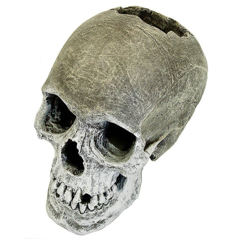 blue-ribbon-lifelike-human-skull