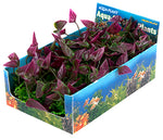 penn-plax-bunch-plant-green-purple-medium