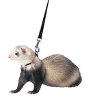 marshall-ferret-harness-lead-black