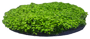 penn-plax-aqua-floras-moss-patch