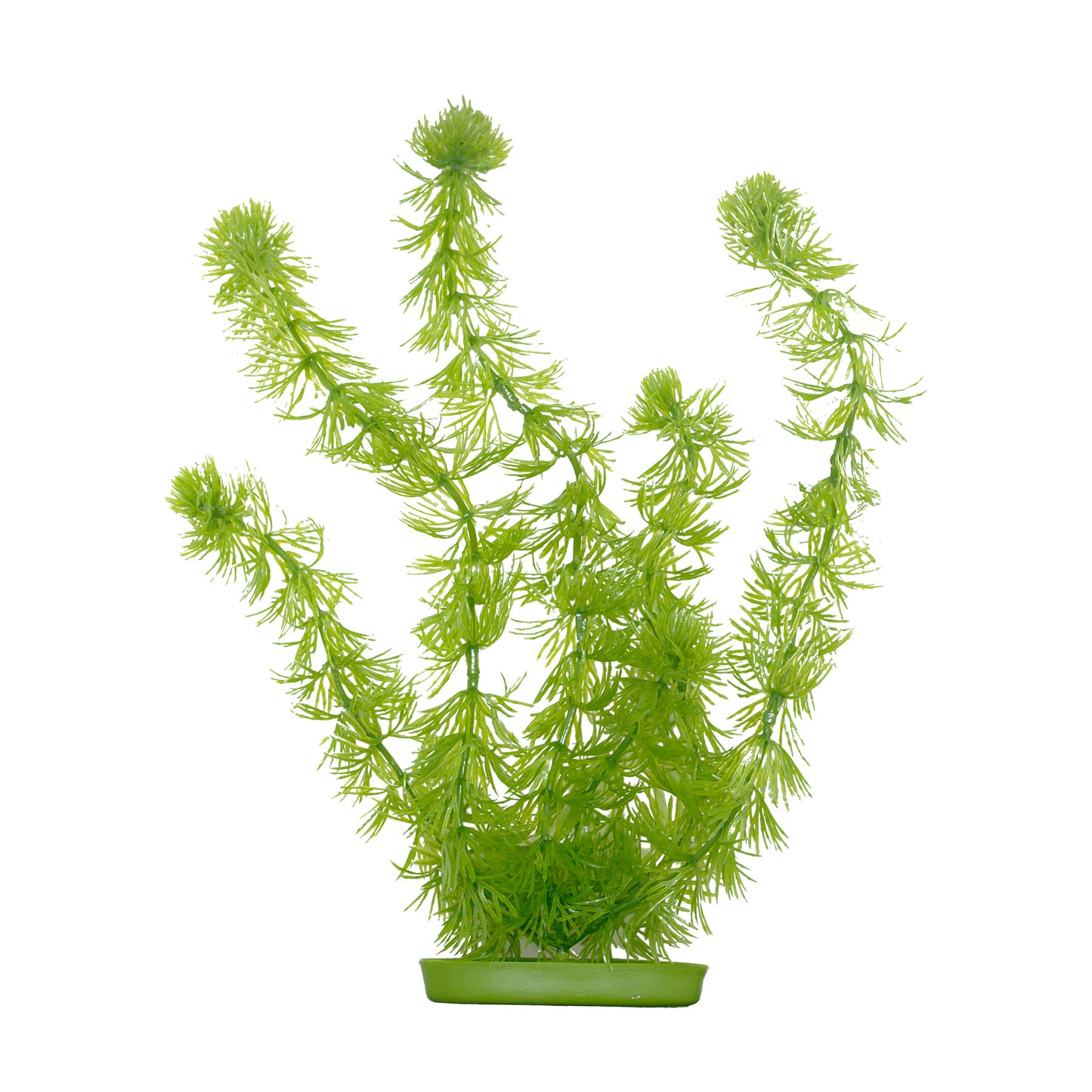 marina-hornwort-plant